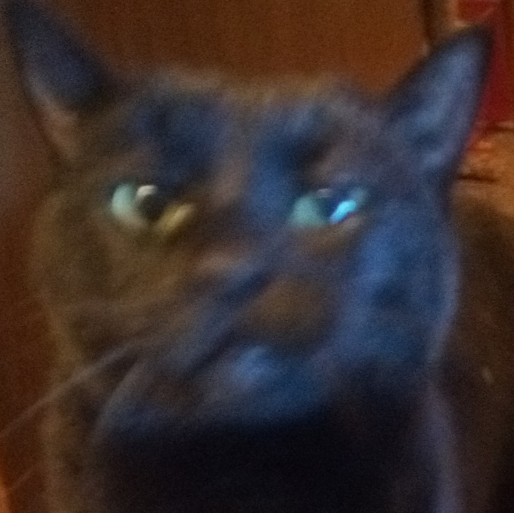 Meet your Posher, Lisa